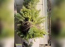 Phát hiện trăn 3 m quấn quanh cây thông Noel, chủ nhà để mặc