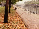 Ngắm lá lộc vừng vàng rộ cuối mùa ở Sài Gòn