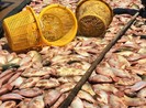 Gần 1.000 tấn cá bè đã chết trên sông La Ngà