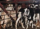 Xe chở khách ngồi trên, hơn 50 con dê bên dưới