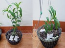 Từ Lâm Đồng đến Đồng Nai trộm 2 giò lan giá hơn 750 triệu đồng