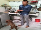 Trên đường đi uống thuốc cai nghiện, trộm luôn chó cảnh