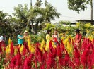 Ngắm muôn sắc hoa Sa Đéc làm nao lòng du khách