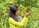 Giáp Tết 'phượt' Đồng Tháp ghé vườn quýt hồng Lai Vung