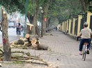 'Có hàng cây tuổi thọ 80 năm cũng bị chặt, buồn lắm'