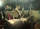 Bắt quả tang cơ sở bơm nước và thuốc an thần vào heo