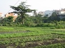 Hỗ trợ hơn 7 triệu đồng/m2 đất khu vườn rau Lộc Hưng