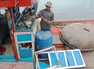 Tàu Trung Quốc liên tiếp tấn công ngư dân Việt Nam