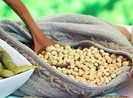 Lợi ích dinh dưỡng toàn diện từ đậu nành