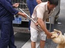 Theo chân tổ bắt chó thả rông