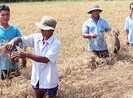 Lúa sắp gặt, ngã ra chết rụi