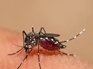 ĐBSCL: Số ca sốt xuất huyết tăng cao