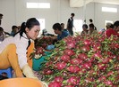 Trái cây Thái ‘mượn’ Việt Nam tiến vào Trung Quốc