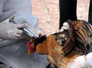 Giám sát chặt cúm gia cầm A/H5N6, không để lây sang người