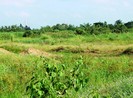 Bỏ đất trống, có bị thu hồi?