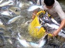 Trung Quốc ồ ạt mua cá tra, coi chừng ‘bẫy giá ảo’