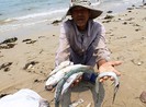Cá chết hàng loạt ở các nước: Bài học xương máu cần tránh