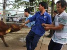 Hội Chữ thập đỏ TP trao tặng bò cho người nghèo