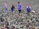 Thương lái Trung Quốc săn lùng cả dứa xanh