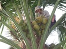 Cụ bà 60 kiếm sống trên ngọn dừa