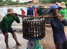 Cá tra xuất khẩu vẫn gặp khó