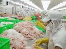 Cá tra Việt Nam bị ‘triệt đường’ vào Mỹ