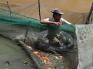Nước đen vây bủa, triệt đường sống người nuôi cá