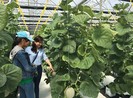 Ngỡ ngàng vườn hoa trái trên bãi rác Đông Thạnh