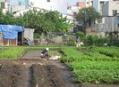 Trả 50% tiền hỗ trợ dân vườn rau phường 6, Tân Bình trước Tết