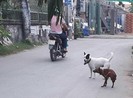 Dân đăng ký nuôi chó, phường không nhận là sai!