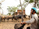Cò đất vẫn ăn theo dù Sài Gòn Safari ‘đứng hình’