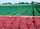 Hành tím nổi tiếng Vĩnh Châu được cấp chỉ dẫn địa lý