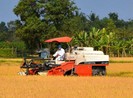 Trần ai mua đất trồng lúa: Ba văn bản, hai cách hiểu