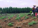 Vất vả sang tên đất trúng đấu giá