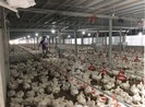 Giá gà rớt thê thảm 11.000 đồng/kg
