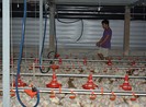 Từ chuyện khủng hoảng giá gà