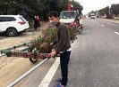Kẻ gian nhổ trộm 1.400 cây hoa ly tết