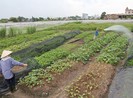 Năm 2020, chưa tính sửa Luật Đất đai