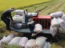 Cho xuất khẩu gạo, khẩu trang y tế bình thường