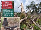 Hàng ngàn hecta rừng bị phá để làm rẫy
