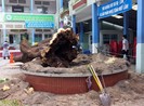 Đốn hạ cây xanh: Phải theo quy trình