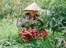 Vải thiều sang Nhật, giá nửa triệu đồng/kg