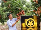 Tiền số Trung Quốc sẽ tác động đến doanh nghiệp Việt