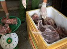 Sớm xử lý vụ biến heo nái thành thịt bò tươi