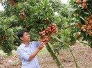 Thanh long, vải thiều Việt xuất sang Thái Lan tăng hơn 230%