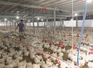 Gà ngoại có dấu hiệu phá giá tràn vào Việt Nam