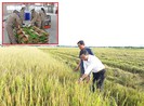 Gạo Việt Nam thẳng tiến vào châu Âu