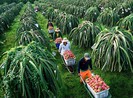 Từ chuyện thanh long Việt Nam bị Thái Lan trả lại