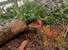 Pháp lý vụ xử phạt ‘siêu tốc’ người chặt cây xà cừ