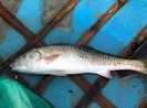 Ngư dân bắt được cá quý nghi sủ vàng